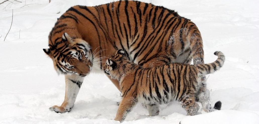 gina avans moederliefde